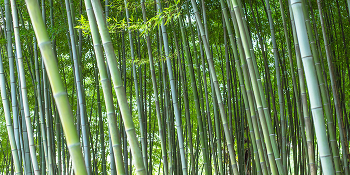 L'industria cinese del bambù inizia un nuovo viaggio